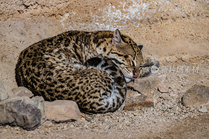 豹猫(Leopardus pardalis)是一种中型斑点野猫。索诺兰沙漠，亚利桑那州。